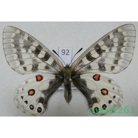 Parnassius orleans subsp. janseni Bang-Haas, 1938 China92